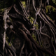Illustration for article titled Nature Takes Charge of Defending Itself, With Violence! on Grimm: Tree People
